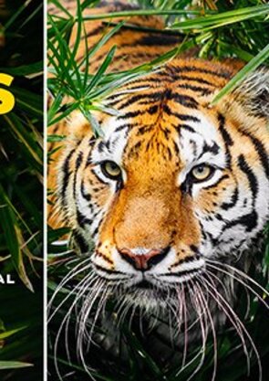 gab_impr_olhares_exp_foto