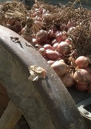 feira_das_cebolas_2022