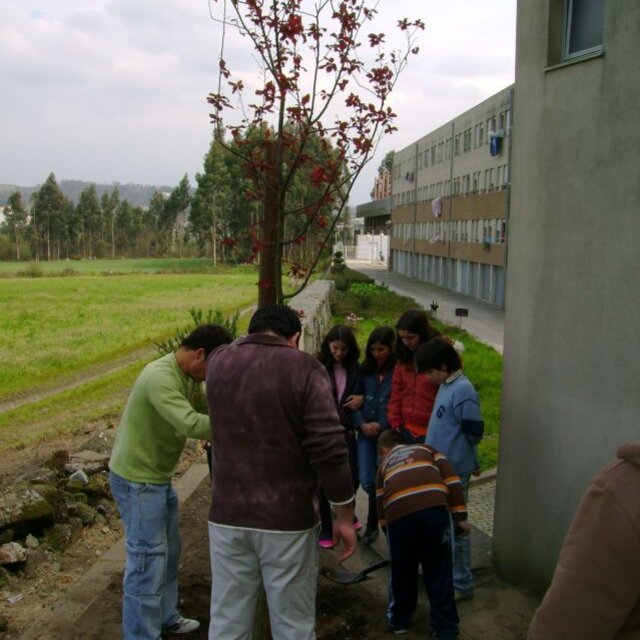 plantar_a_arvore_-_3