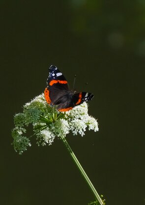 vanessa_atalanta_foto_sara_faustino