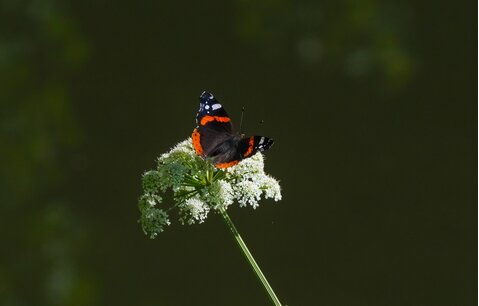 vanessa_atalanta_foto_sara_faustino