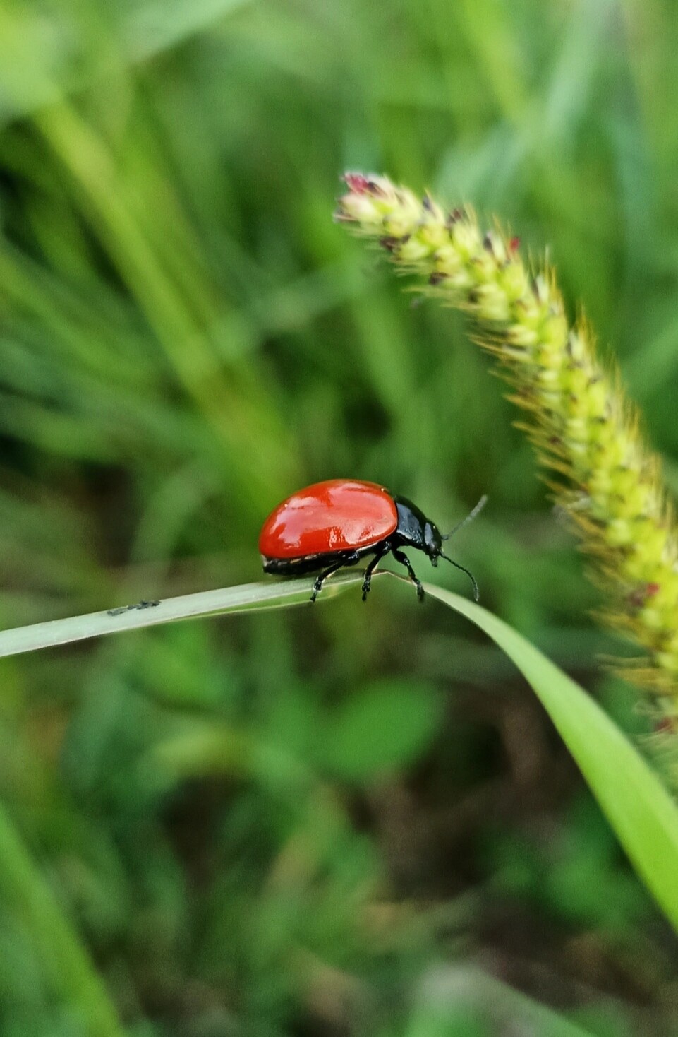 chrysomela_populi__foto_catarina_cordeiro