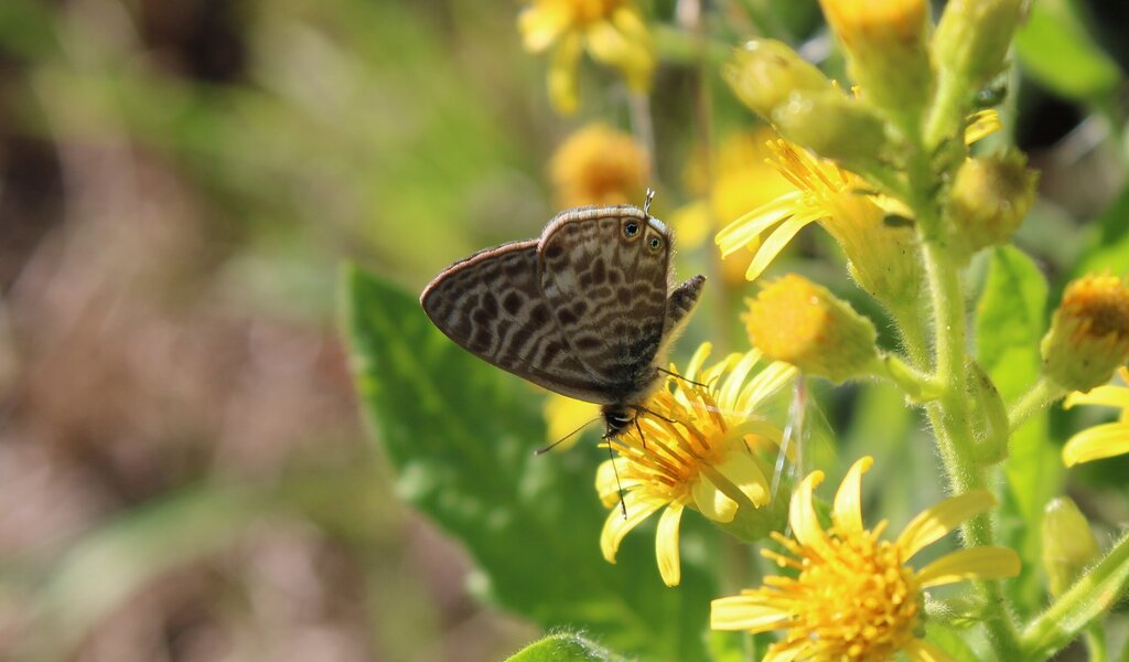 leptotes_piritlhous_foto_ines_reis