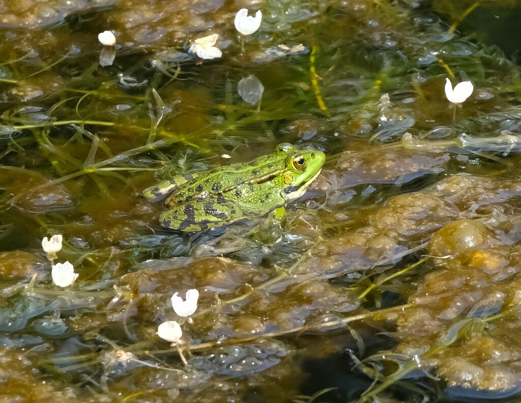 pelophylax_perezi_foto_sara_faustino