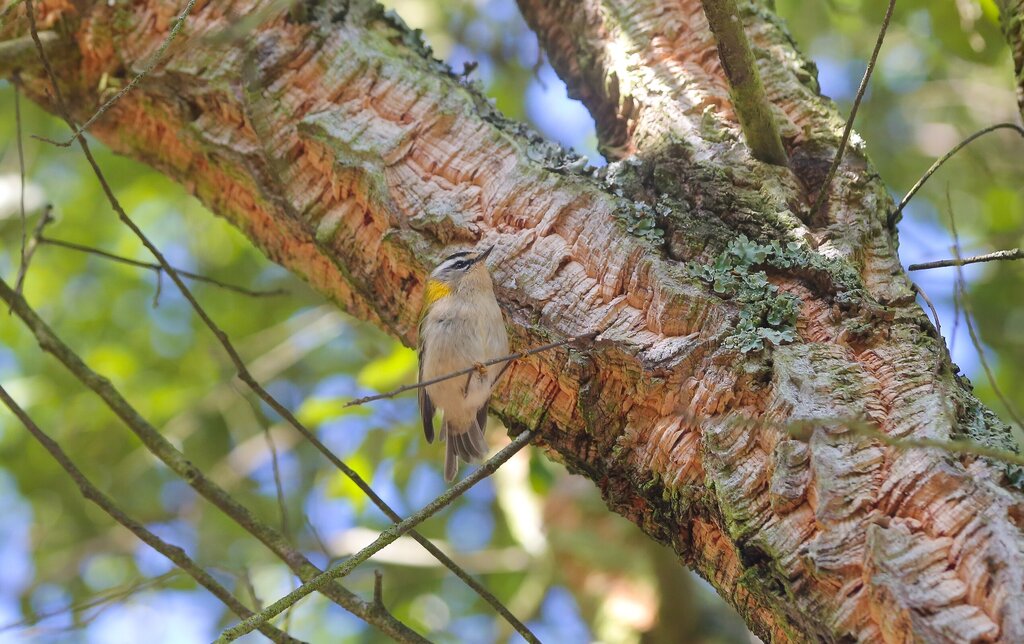 regulus_ignicapilla_foto_sara_faustino