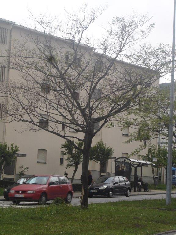 ABATE DE ALBIZIAS  NO SEPARADOR CENTRAL DA AVENIDA ANTÓNIO DOS SANTOS LEITE POR MOTIVOS DE SEGURANÇA