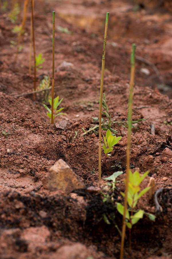 PLANTAÇÃO DE ÁRVORES NO AERÓDROMO MUNICIPAL - AÇÃO DE VOLUNTARIADO
