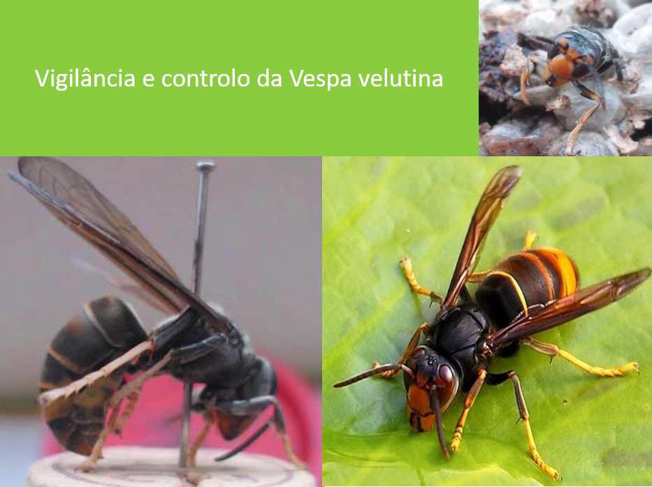 ESTRATÉGIA MUNICIPAL PARA A VIGILÂNCIA E CONTROLO DA VESPA VELUTINA