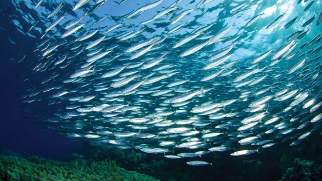 INQUÉRITO SOBRE CONSUMO SUSTENTÁVEL