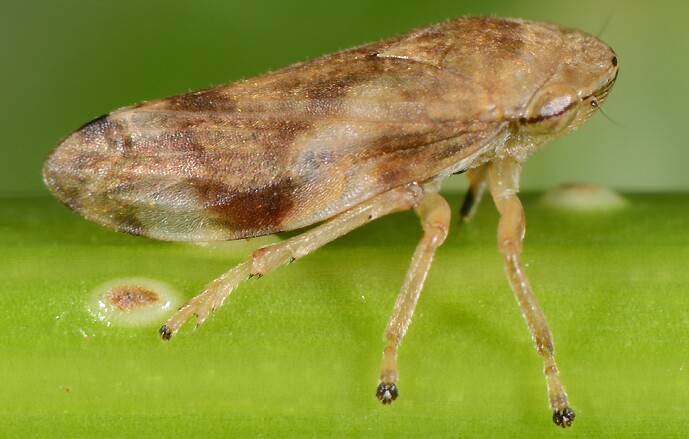 ATUALIZADO | EDITAL - NOTIFICAÇÃO DA APLICAÇÃO DE MEDIDAS FITOSSANITÁRIAS - ZONA DEMARCADA PARA X...