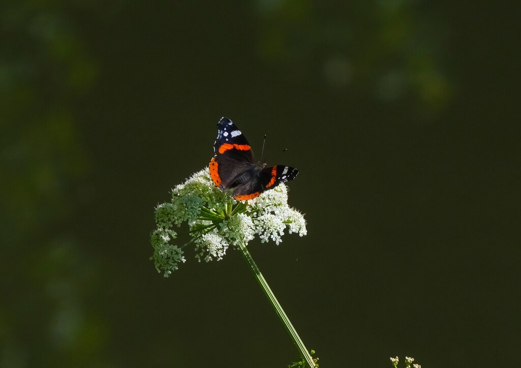 Biodiversidade nos Espaços Verdes da Maia | Agrupamento de Escolas de Águas Santas