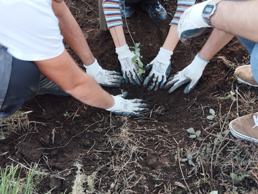 Voluntários COMPROMISSUM levaram dezenas de novas plantas para o Parque Millennium