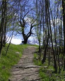 image_Actividade_florestal_