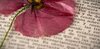 2026 09 Asas de Poesia_cmm